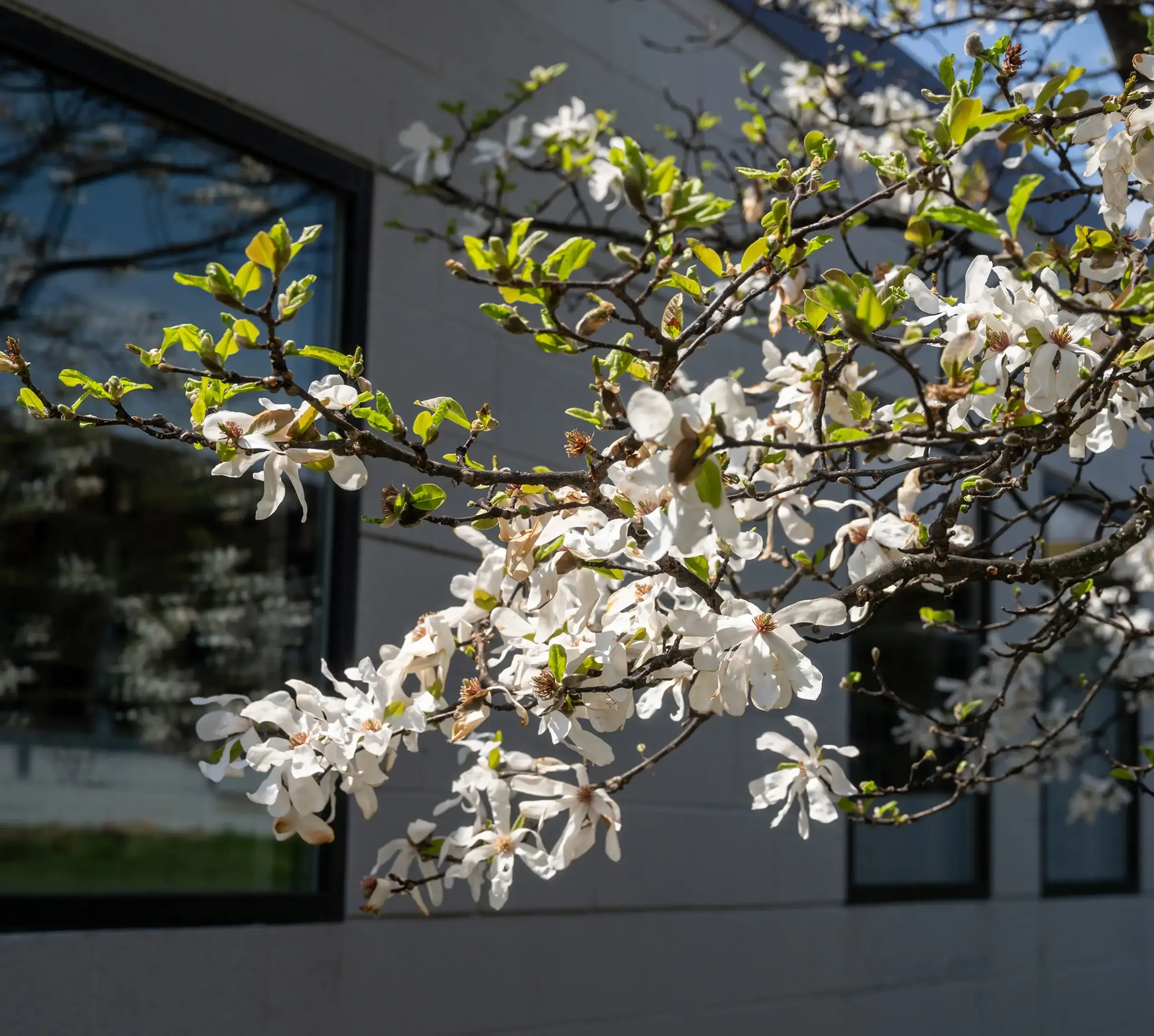 Greenhills school campus